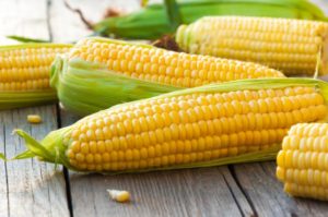 50 geriausių kukurūzų veislių su aprašymais ir savybėmis