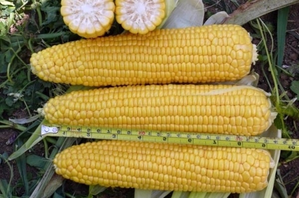 Dobrynya kukurūzų išvaizda