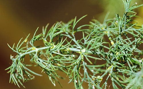 aphids on dill