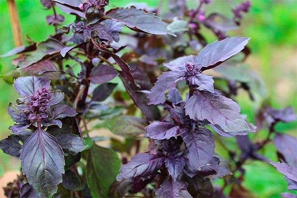 purpurinis augalas