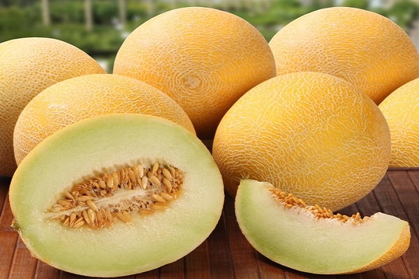 melon disease