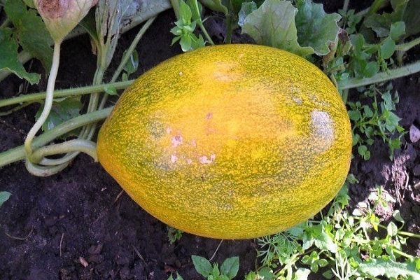 anthracnose melon