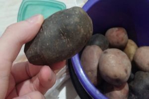 Beskrivning av sorter av svarta potatisar, funktioner för odling och vård