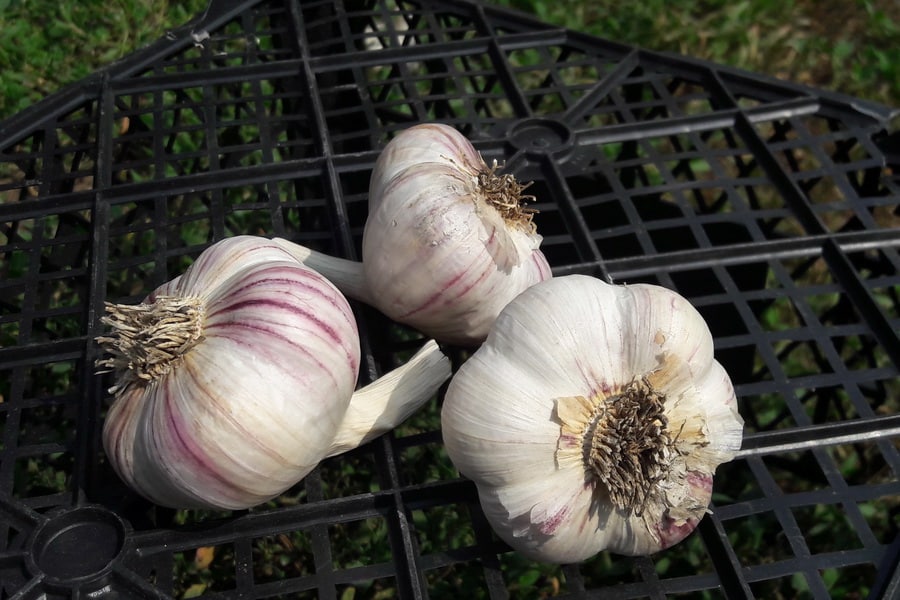 Kharkov purple garlic from the garden