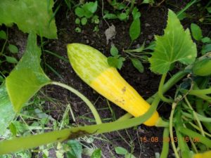 The reasons why zucchini turn yellow and wither in the open field and what to do