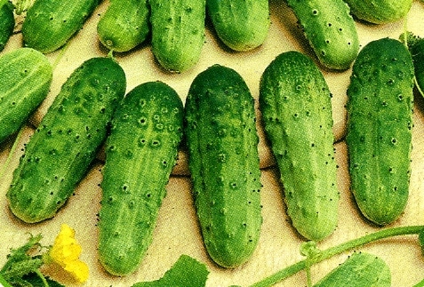 cucumbers variety Zhuravlenok f1