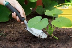 Come coltivare e prendersi cura della zucca in campo aperto
