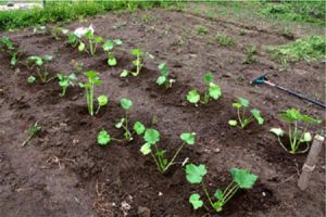 Come coltivare e prendersi cura della zucca all'aperto