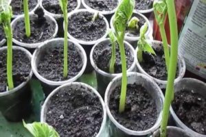 Kaip tinkamai auginti pupeles namuose, žingsnis po žingsnio pradedantiesiems