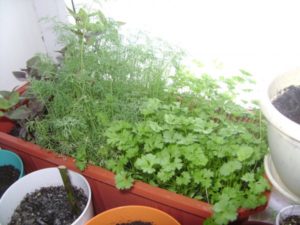 Jak pěstovat a ošetřovat petržel ze semen na okenním parapetu v zimě