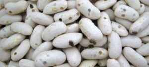 What to do if the beans are bugged, how to get rid of and deal with them