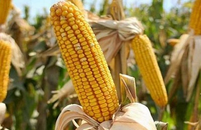 pašarinių kukurūzų išvaizda