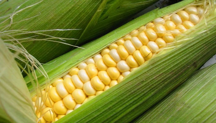 Olandiškų kukurūzų išvaizda