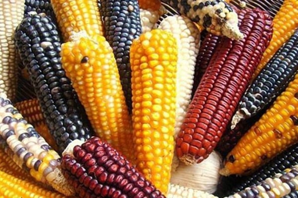 įvairiaspalvis kukurūzas