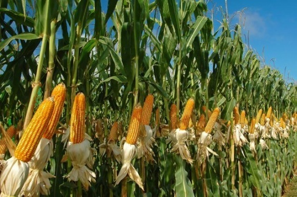 atviro lauko kukurūzai