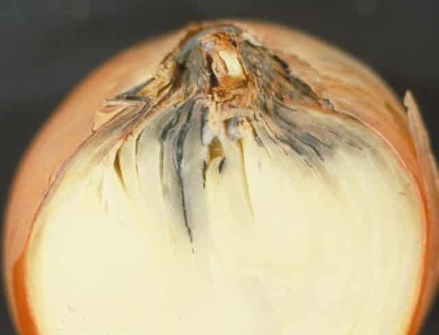 puvimas ant svogūnų