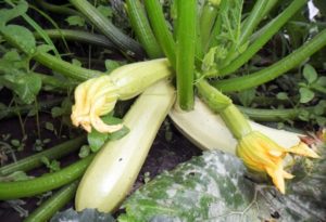 Beskrivelse af Kavili zucchini-sorten, kultiveringsegenskaber og udbytte