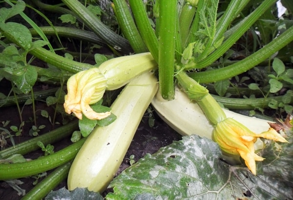 öppet fält Cavili zucchini