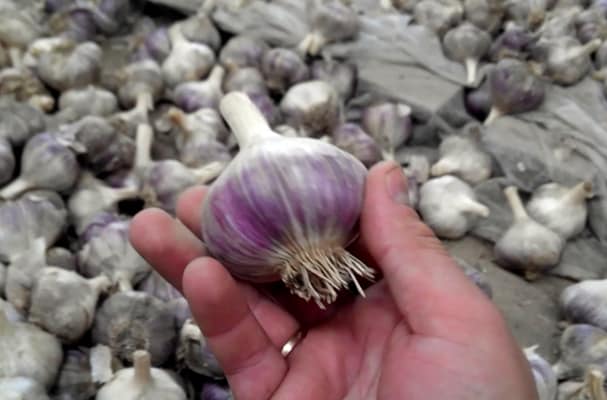 Kharkov purple garlic in hand