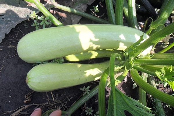 kavili zucchini i trädgården