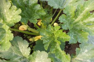 Description of diseases of zucchini in the open field, treatment and control of them