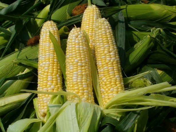 kukurūzų derlius