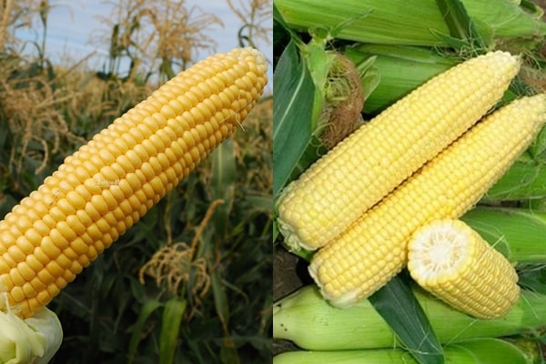 изглед кукуруза Ландмарк Ф1