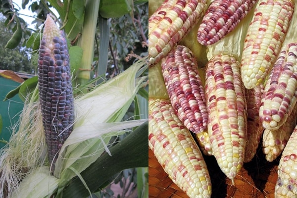 Изглед кукуруза Блацк Пеарл