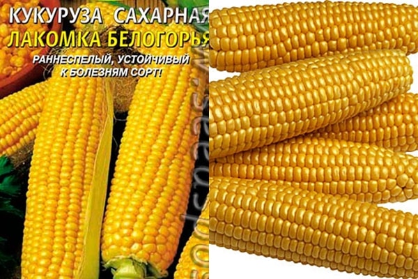kukurūzų veislės Lakomka Belogorya išvaizda