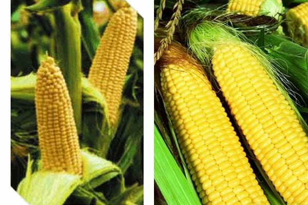 изглед кукуруза Вега Ф1