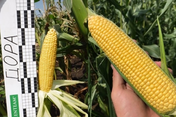 изглед кукуруза Дора Ф1