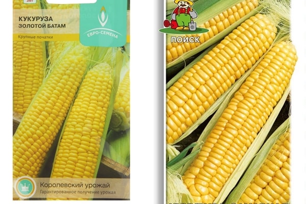„Golden Batam“ veislės kukurūzų sėklos