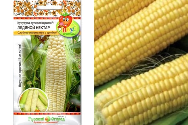 изглед сорти кукуруза