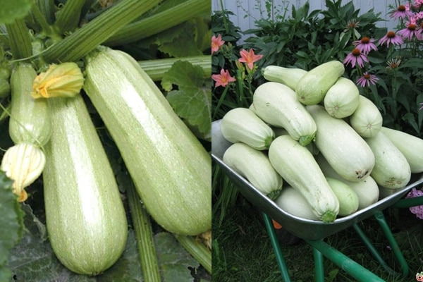 Kavili zucchini utseende