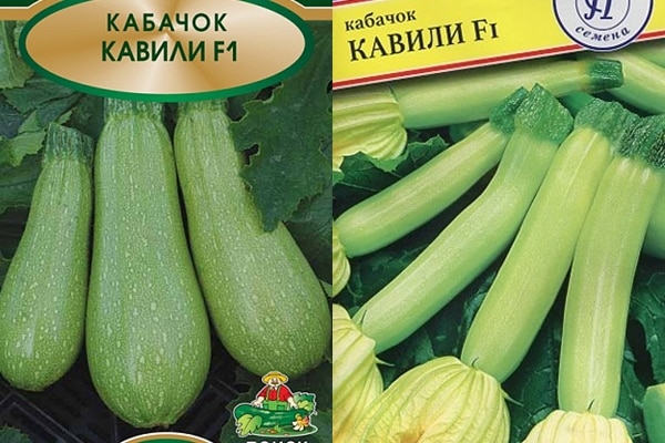 kavili zucchini frön