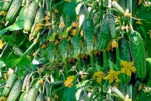 Descrizione della varietà di cetriolo Garland f1, raccomandazioni per la coltivazione e la cura