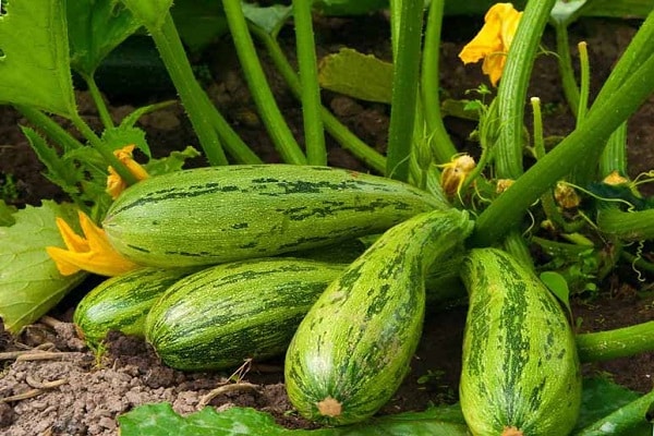 Varför zucchini växer oregelbundet, vad de saknar