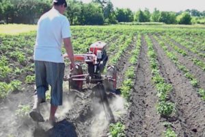 Sådan plantes og forarbejdes kartofler korrekt med en walk-bag traktor