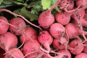 Descrizione della varietà di ravanello rosa, proprietà utili e nocive