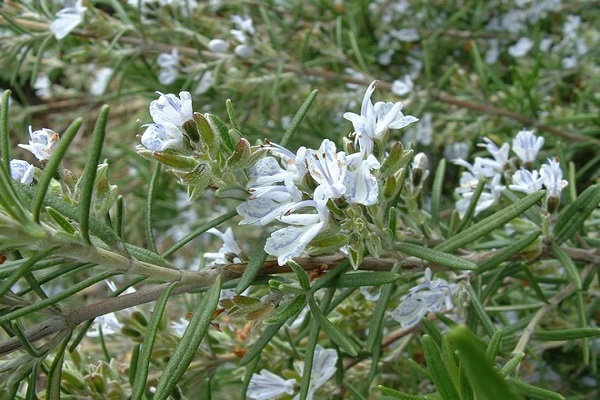 бела цветања
