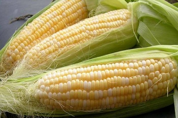 vzhľad kukurice