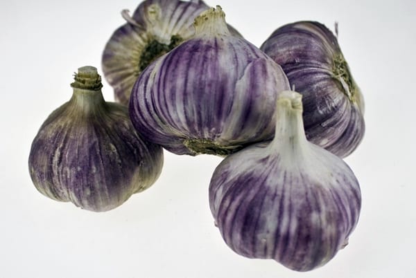 appearance of garlic varieties Kharkiv purple