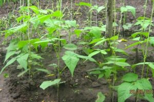 Growing and caring for asparagus beans in the open field