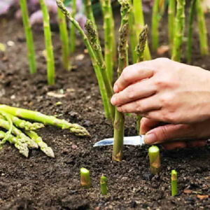 Kaip auginti ir prižiūrėti šparagus lauke, namuose
