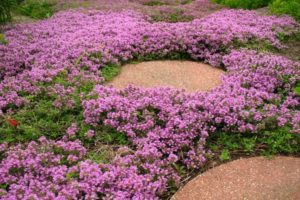 Growing and caring for creeping thyme outdoors