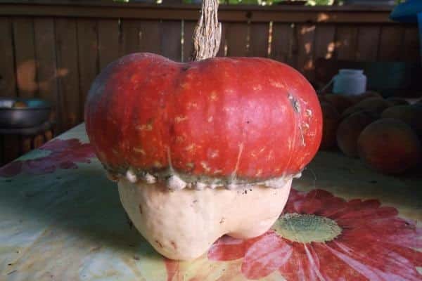 resemble a mushroom