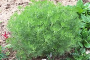Description of the dill tree, growing and caring for the plant