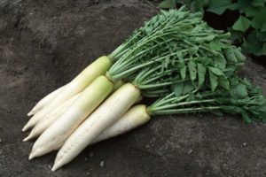 Mô tả và đặc điểm của các loại (giống) củ cải tốt nhất cho đất trống