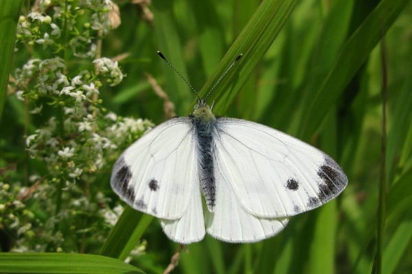 bướm trắng