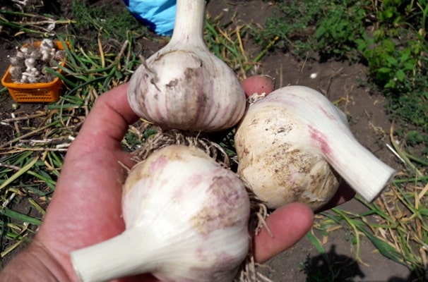 appearance of garlic Kharkov purple